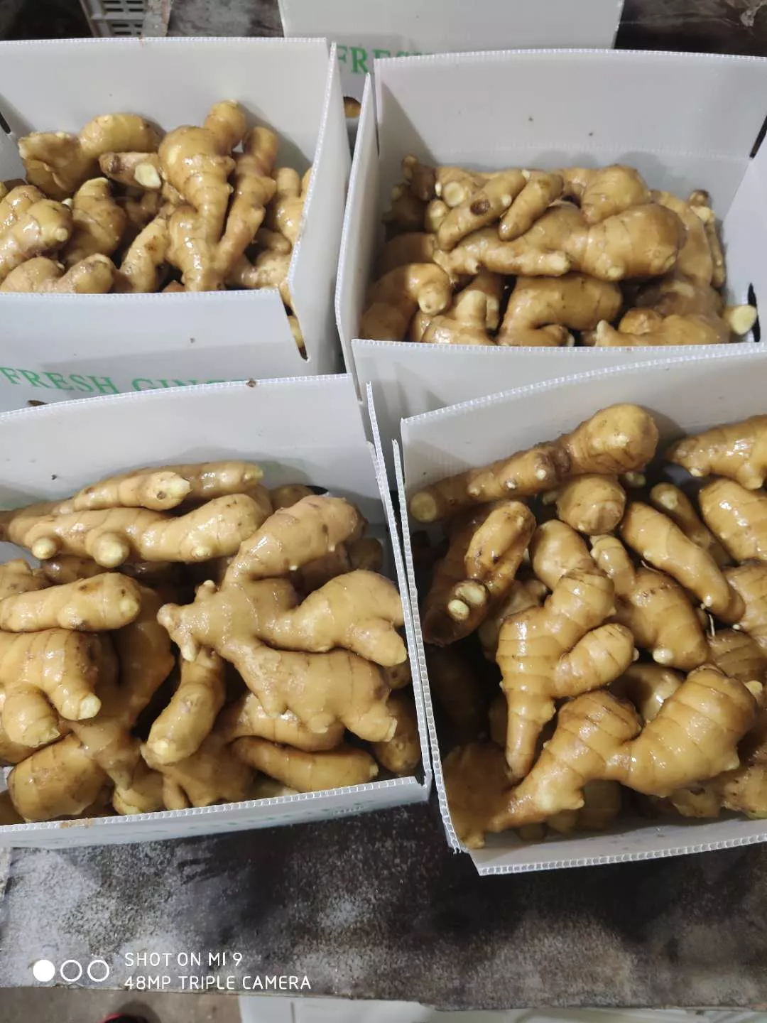 FRESH GINGER